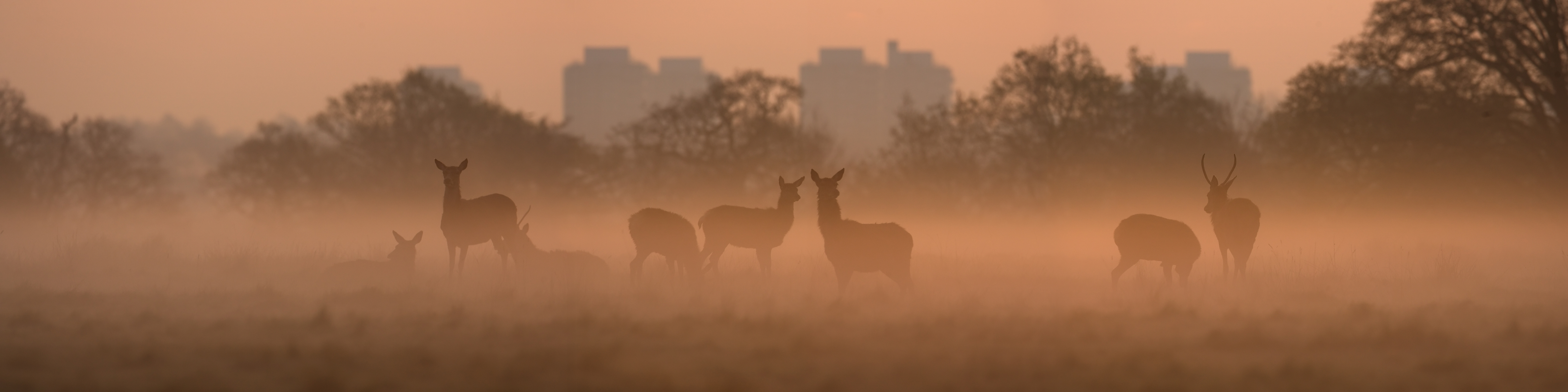 Deer and City - Photo © Graeme Purdy - iStock