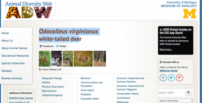 Animal Diversity Web: Odocoileus virginianus, white-tailed deer | Community  Deer Advisor