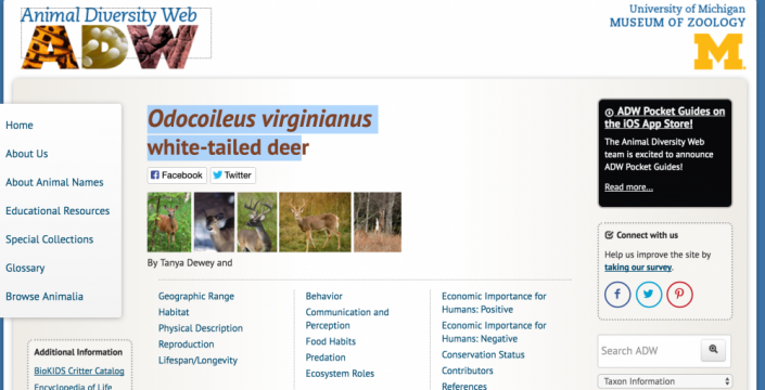 Animal Diversity Web: Odocoileus virginianus, white-tailed deer | Community Deer Advisor Animal Diversity Web: Odocoileus virginianus, white-tailed deer | Community Deer Advisor