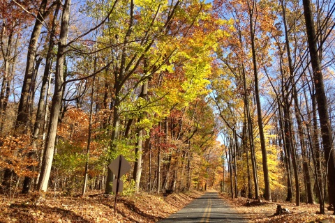 View East along wooded portion of Woosamonsa Road during autumn in Hopewell Township New Jersey (http://creativecommons.org/licenses/by-sa/4.0)], via Wikimedia Commons