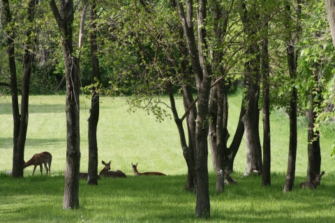 Deer lounging in the shade in Cedar Rapids, Iowa - Photo by David Barret (CC By-NC-ND 2.0)