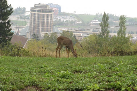 Deer browsing on hilltop above working harbor in Duluth, MN - Photo by Andrew O'Brian (CC BY-NC 2.0)